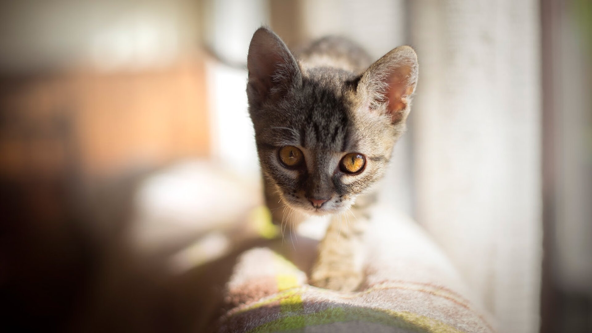 断剑重铸之日，死神登基之时