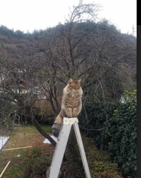 黄鸭方阵，当足球场遭遇一场嘎然不同的精神入侵