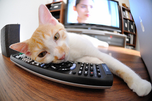 爱游戏官方-夜幕下的蓝色闪电，威廉姆斯绝杀雷诺，维斯塔潘如何点燃赛场不朽狂澜