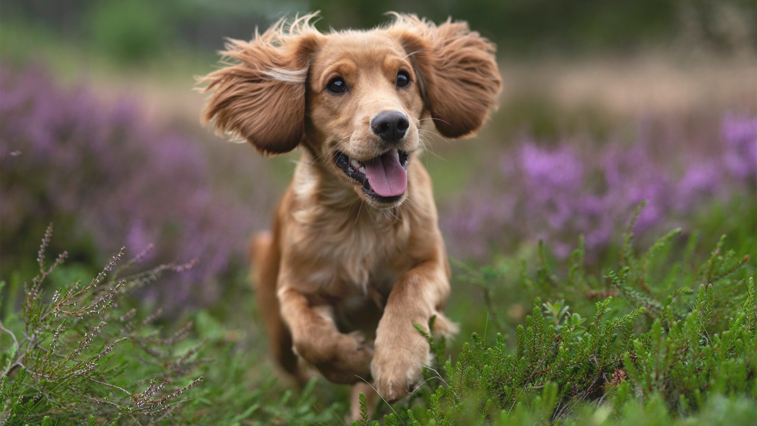 双线险胜,绝境边缘的胜利哲学