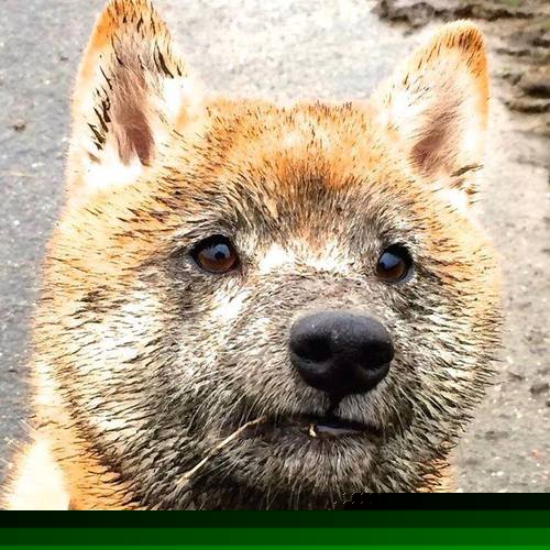 当步行者终结公牛悬念时，另一个布克正在德甲刺破黎明