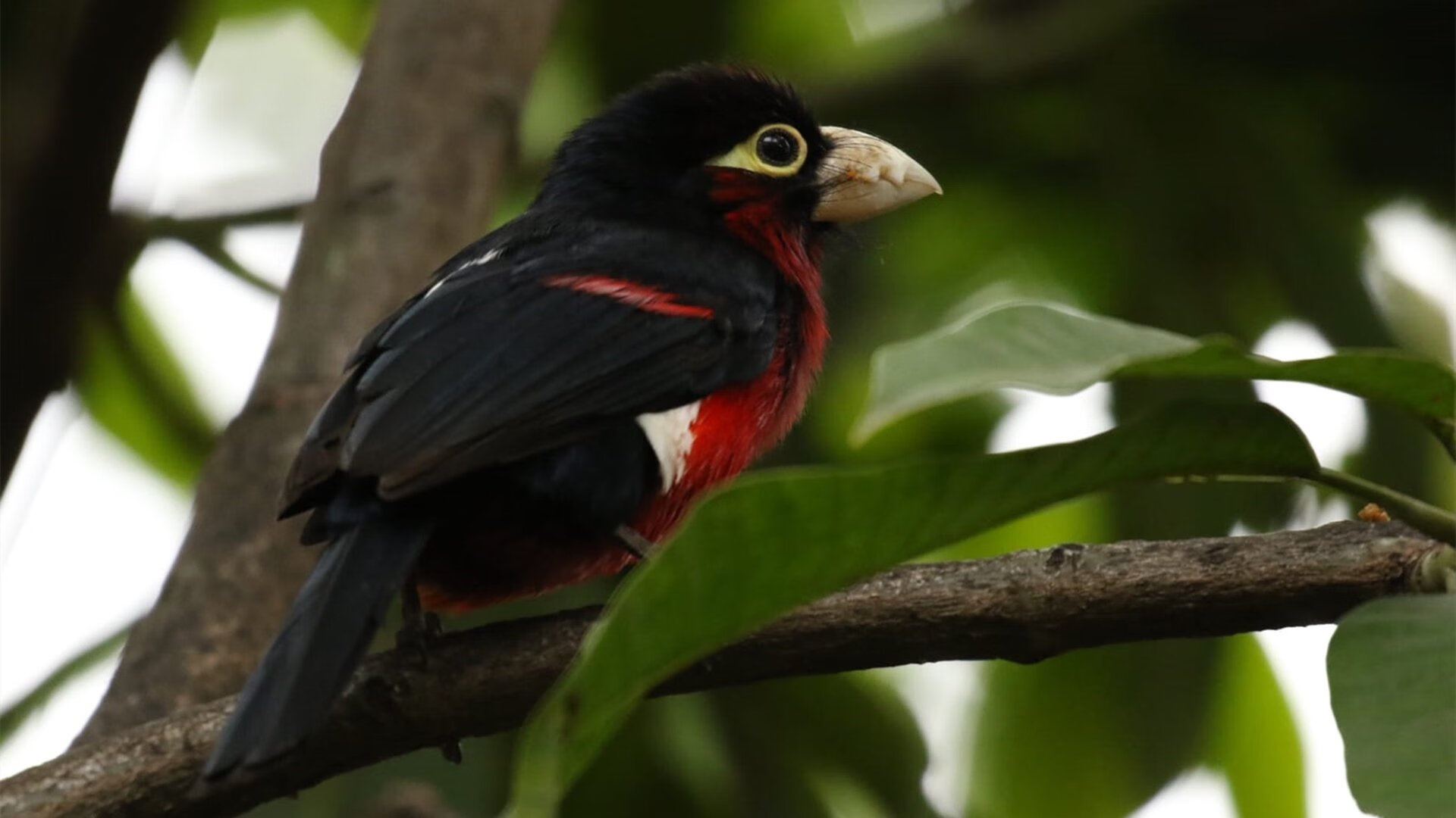 隐形引擎的轰鸣，坎特如何用存在感填满比利时横扫瑞士的每一秒