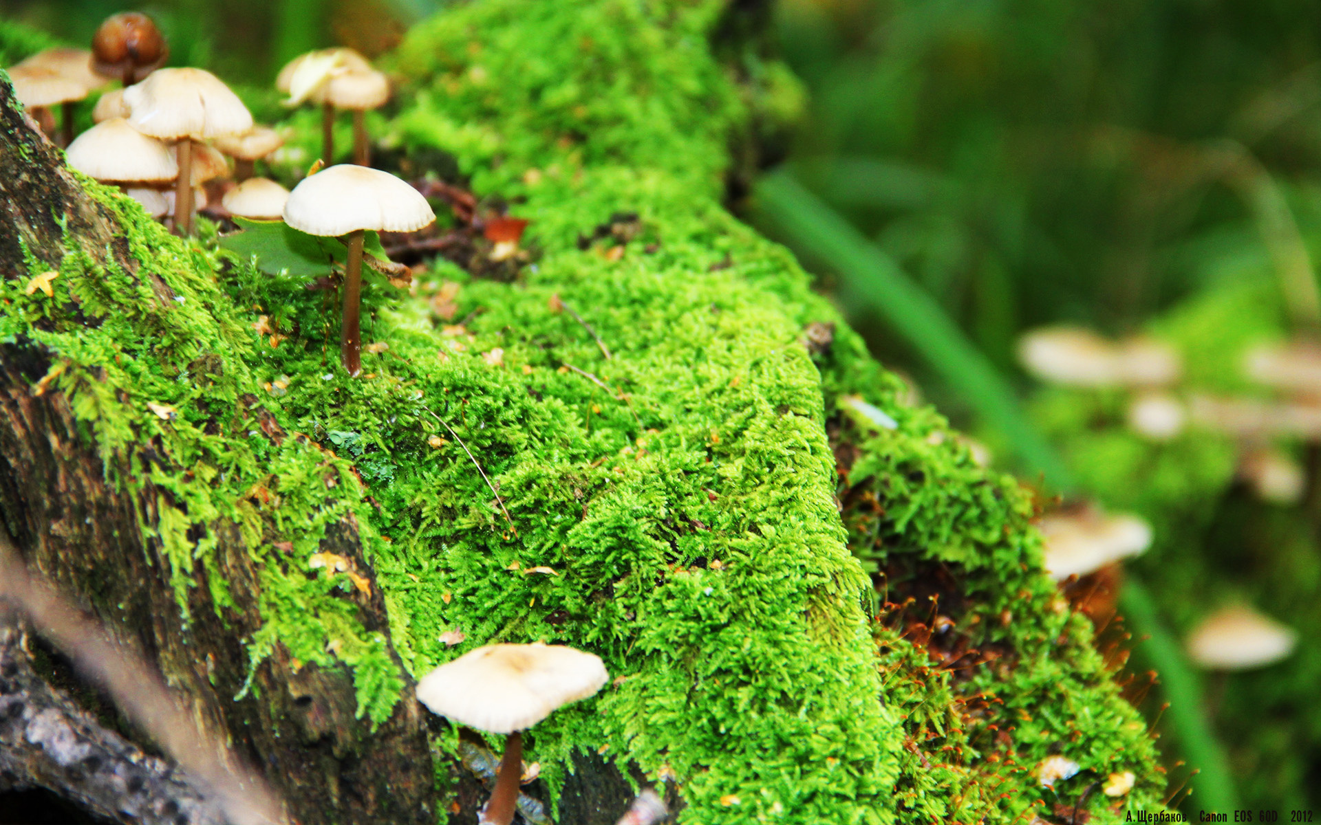 黄黑风暴席卷欧冠！多特蒙德加纳铁卫防线上的火力压制哲学