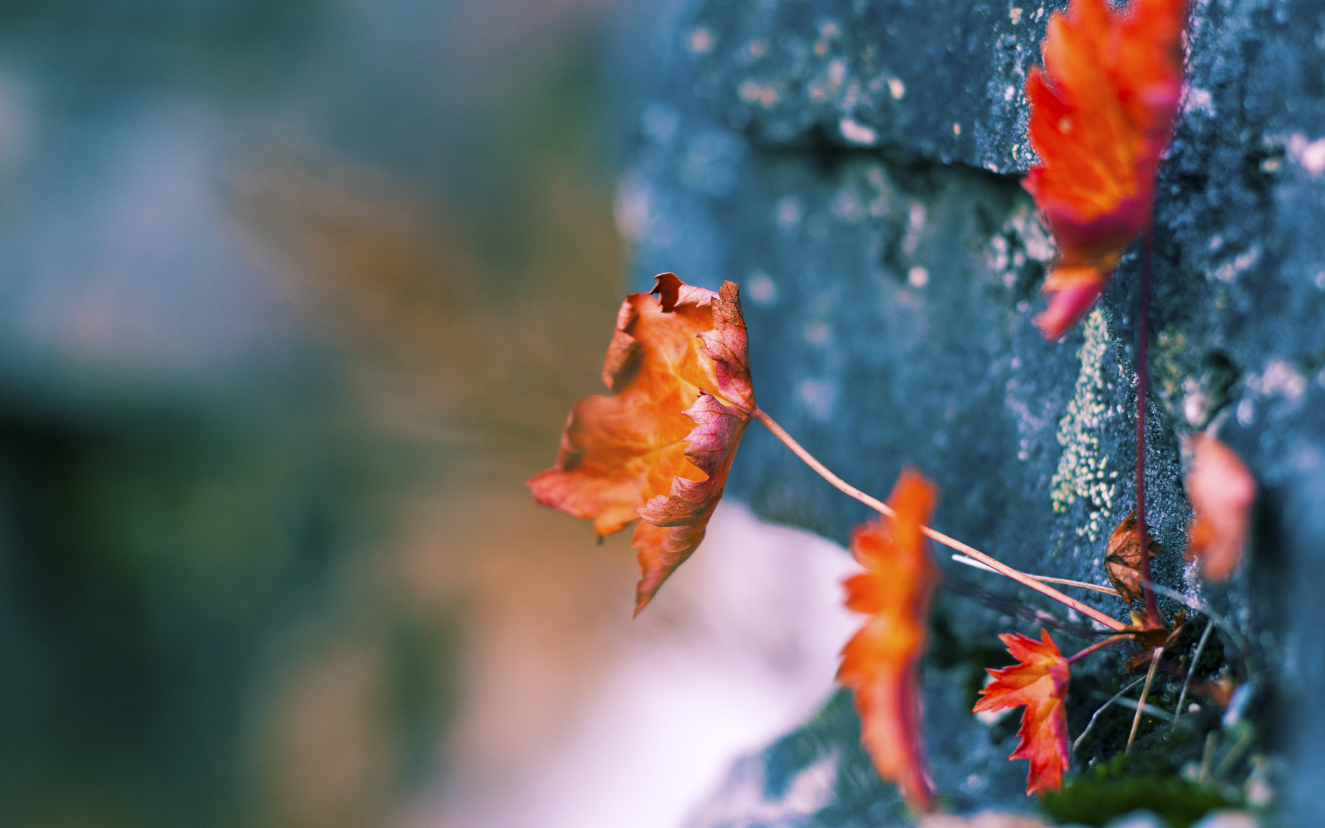 奥运之路的北境风暴，阿劳霍关键战独舞，加拿大强势击溃伊拉克锁定历史席位