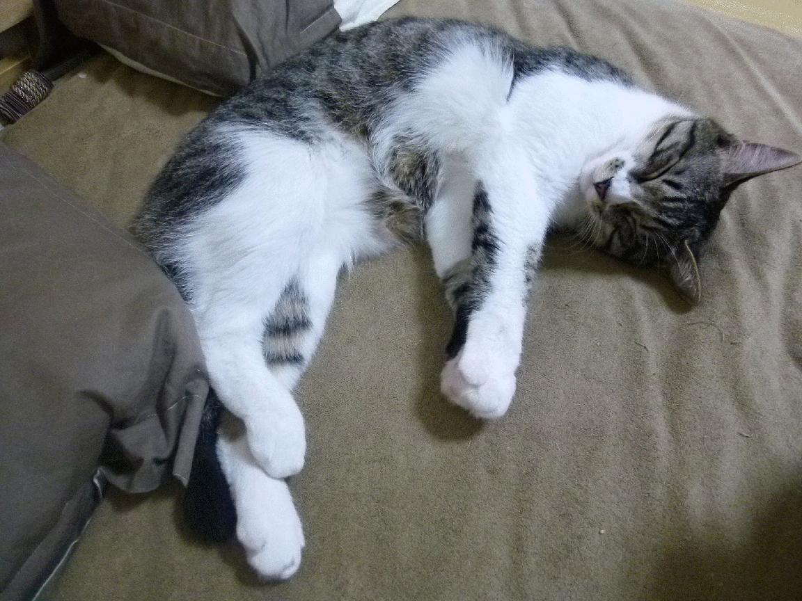 爱游戏官方入口-当伯纳乌的星光照亮撒哈拉边缘，一场足球世界的隔空对话