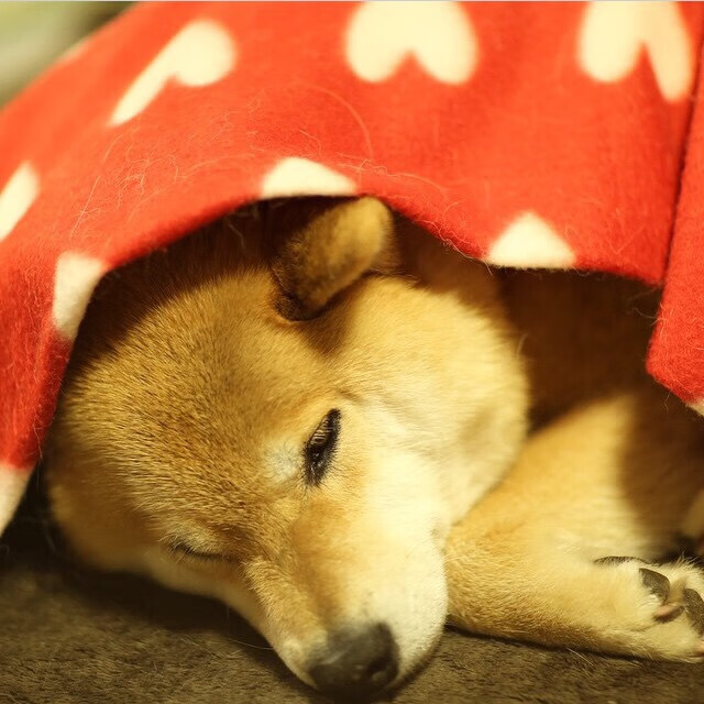 降维打击,哈登用一场比赛为鹈鹕防守写下墓志铭