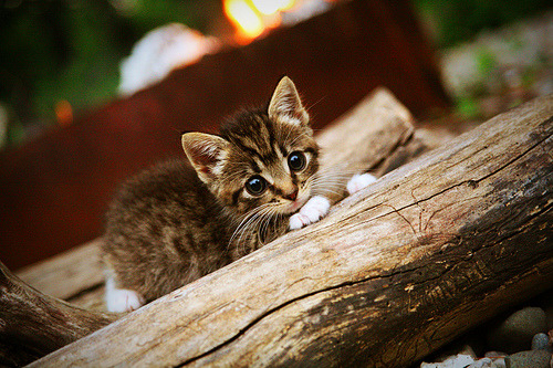 北京城下之盟,布伦森一箭定江山,猛龙神话在此终结