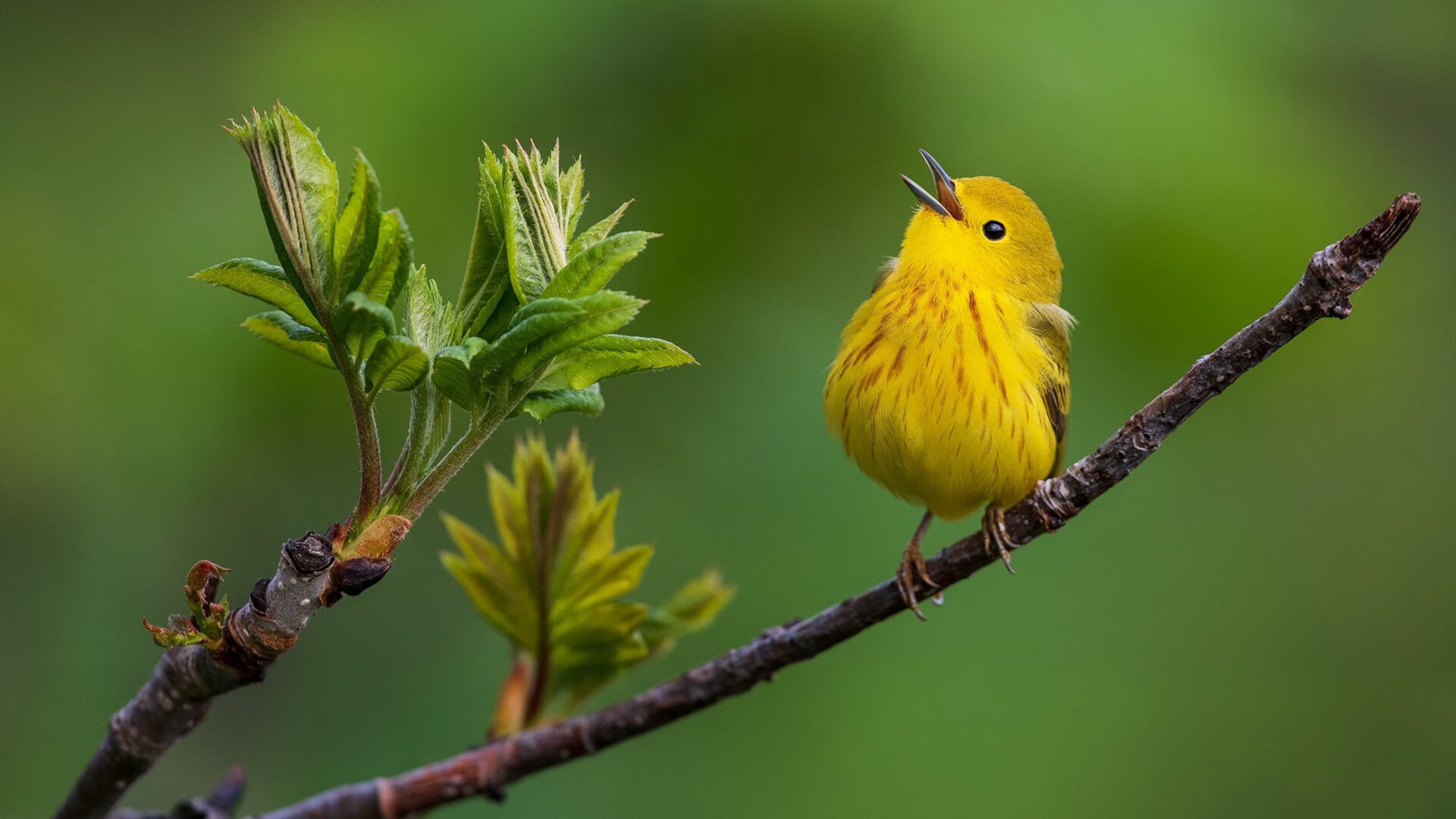 史上最强抢七中锋！约基奇用全能之夜定义篮球新维度
