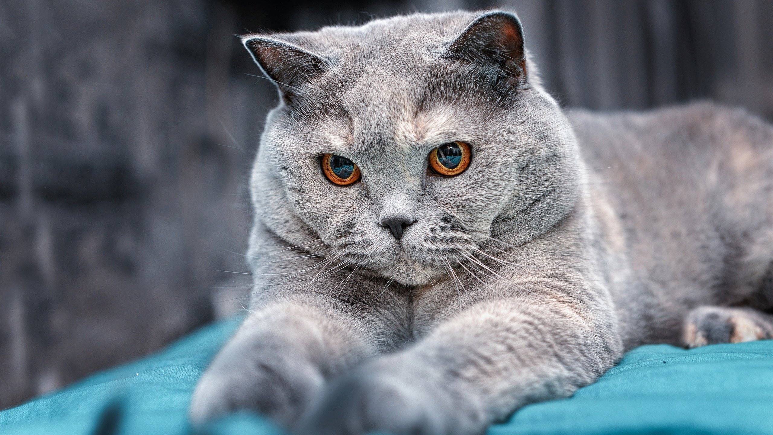 爱游戏下载-星际足球纪元，当厄瓜多尔雨林队遭遇银河战舰遗珠，萨拉赫加冕悖论之战全场最佳