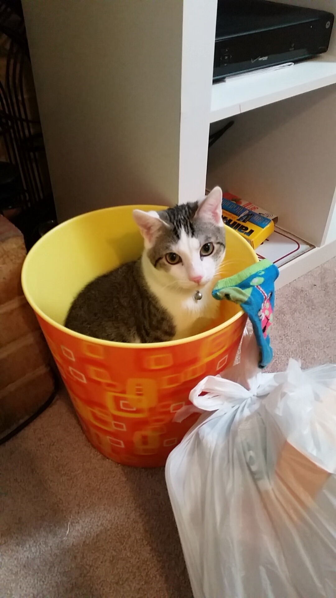 爱游戏-戈贝尔统治想象战场，当辽宁飞豹遭遇达拉斯独行侠