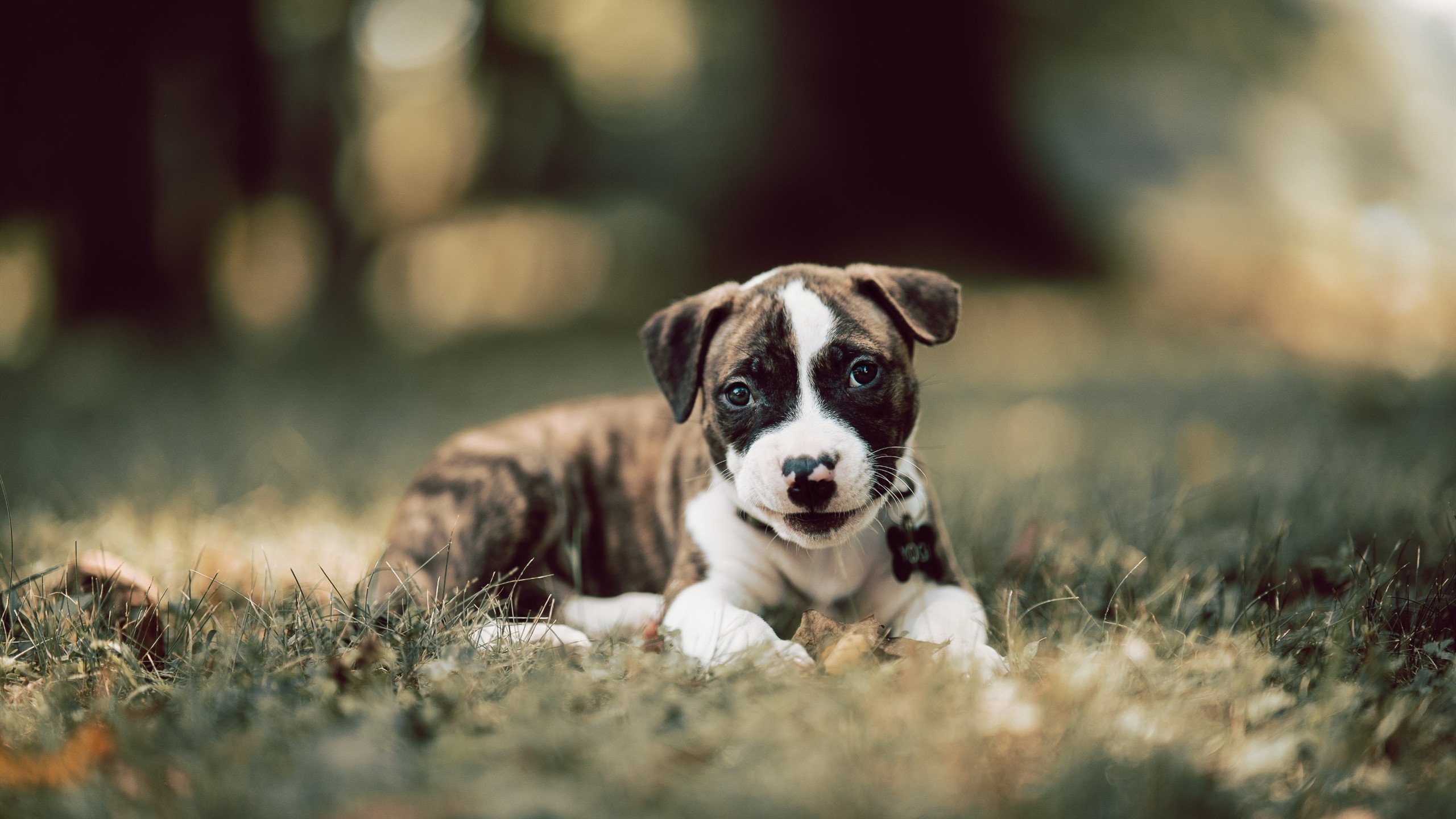 爱游戏tv-绿色血液吞噬首都火焰，凯尔特人用传承淘汰奇才，克莱全场最佳无争议