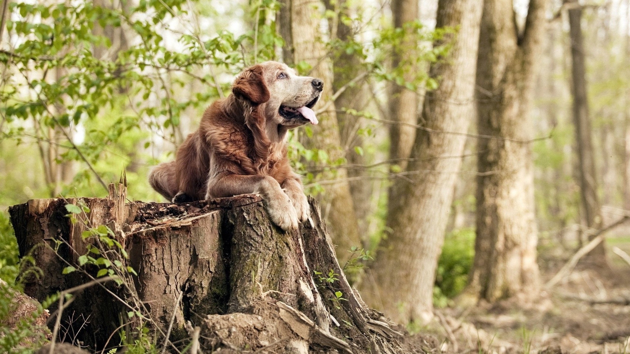 试金石之夜，浓眉的个人宣言与奇才的淘汰赛奇迹