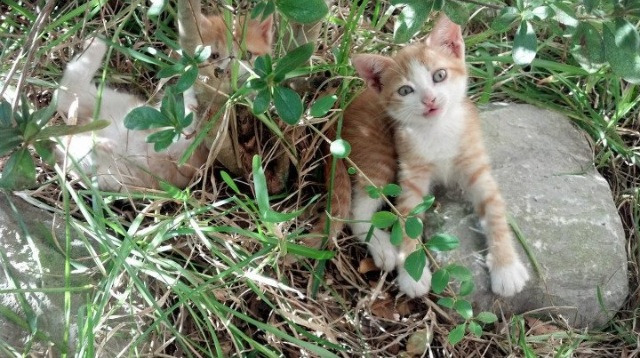 东决关键战,热火轻取广厦,晋级之路近在咫尺